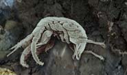 AMPHIPOD 
(a microscopic crustacean found in 
the bucket of mud)